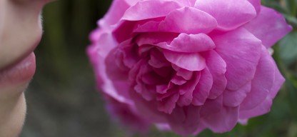 rose-177955_1920